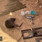 قوارض غزة: تحدي يومي يقض مضاجع النازحين وسط الحصار