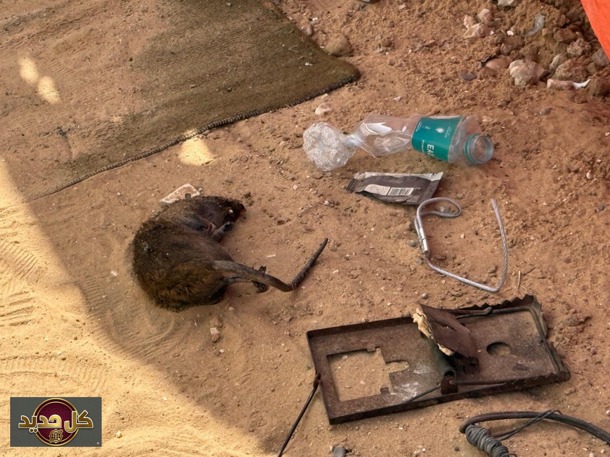 قوارض غزة: تحدي يومي يقض مضاجع النازحين وسط الحصار