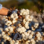 أسعار القطن العالمية: كيف أثرت التوترات الجيوسياسية على الذهب الأبيض؟