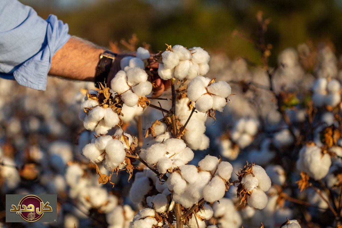 أسعار القطن العالمية: كيف أثرت التوترات الجيوسياسية على الذهب الأبيض؟