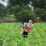 أزمة الأسمدة تلوح بالأفق: الأمم المتحدة تحذر من كارثة غذائية عالمية