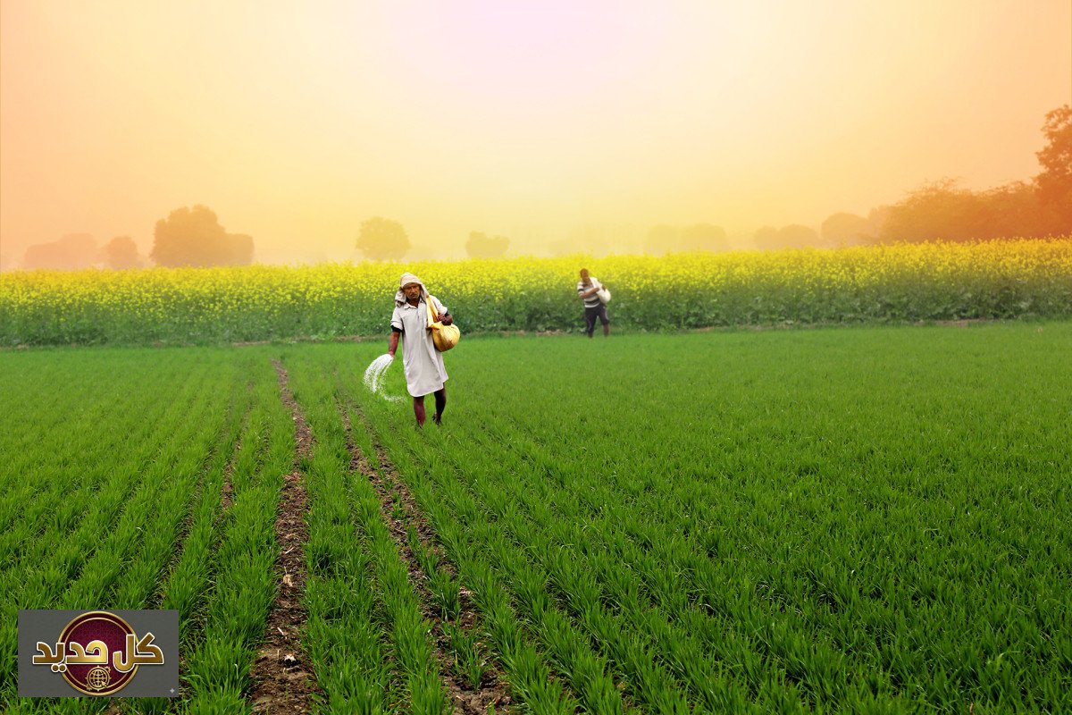 أزمة الغذاء العالمية: هل يهدد نقص الأسمدة بموجة غلاء ومجاعة جديدة؟