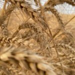 تراجع ملحوظ: أسعار الحبوب العالمية تهبط عقب إعلان هدنة إيران