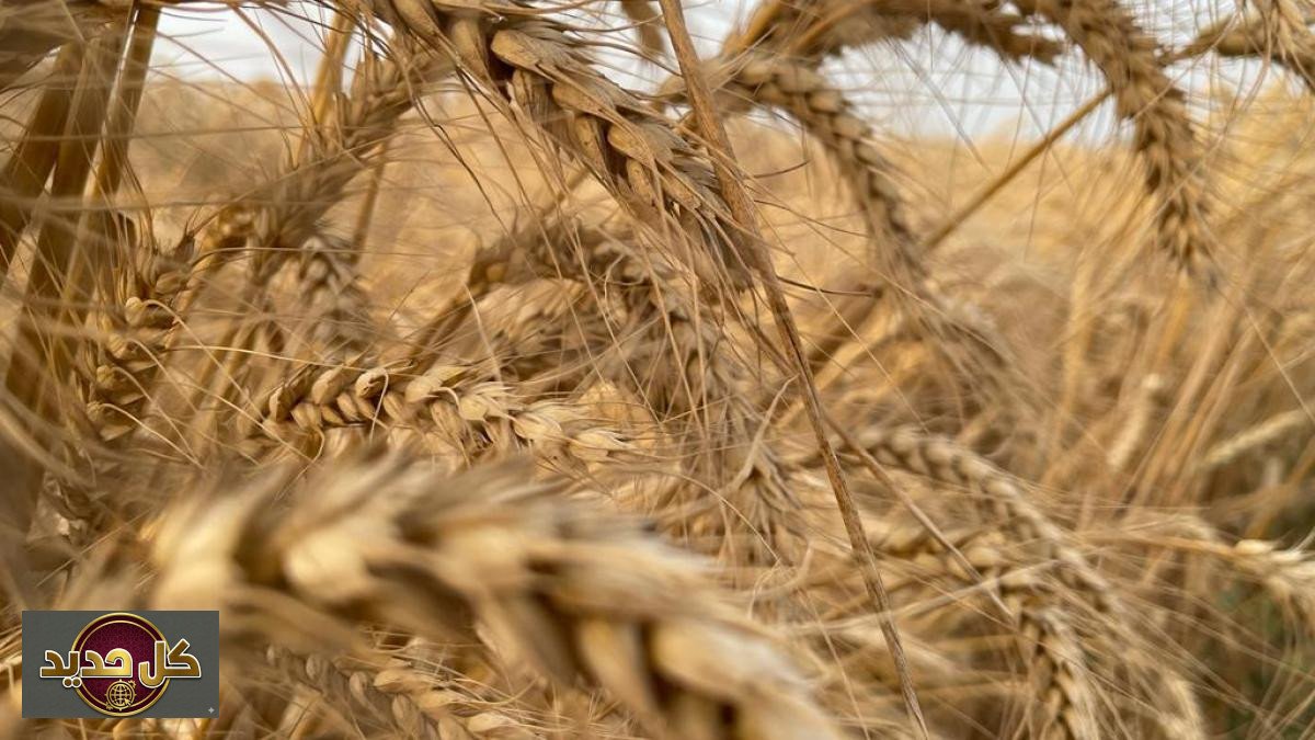 تراجع ملحوظ: أسعار الحبوب العالمية تهبط عقب إعلان هدنة إيران