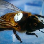 تأثير الغليفوسات على النحل: خطر صامت يهدد الأمن الغذائي العالمي