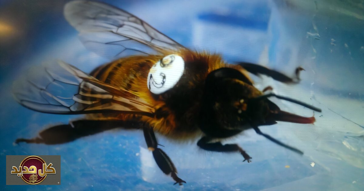 تأثير الغليفوسات على النحل: خطر صامت يهدد الأمن الغذائي العالمي