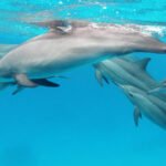 دلافين مضيق هرمز: هل تعول واشنطن على الثدييات البحرية لتطهير الممر المائي؟