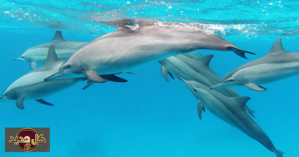دلافين مضيق هرمز: هل تعول واشنطن على الثدييات البحرية لتطهير الممر المائي؟
