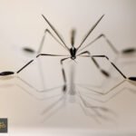 اكتشاف مذهل: حشرات تطير بأرجلها! أسرار الديناميكا الهوائية في مملكة الحشرات