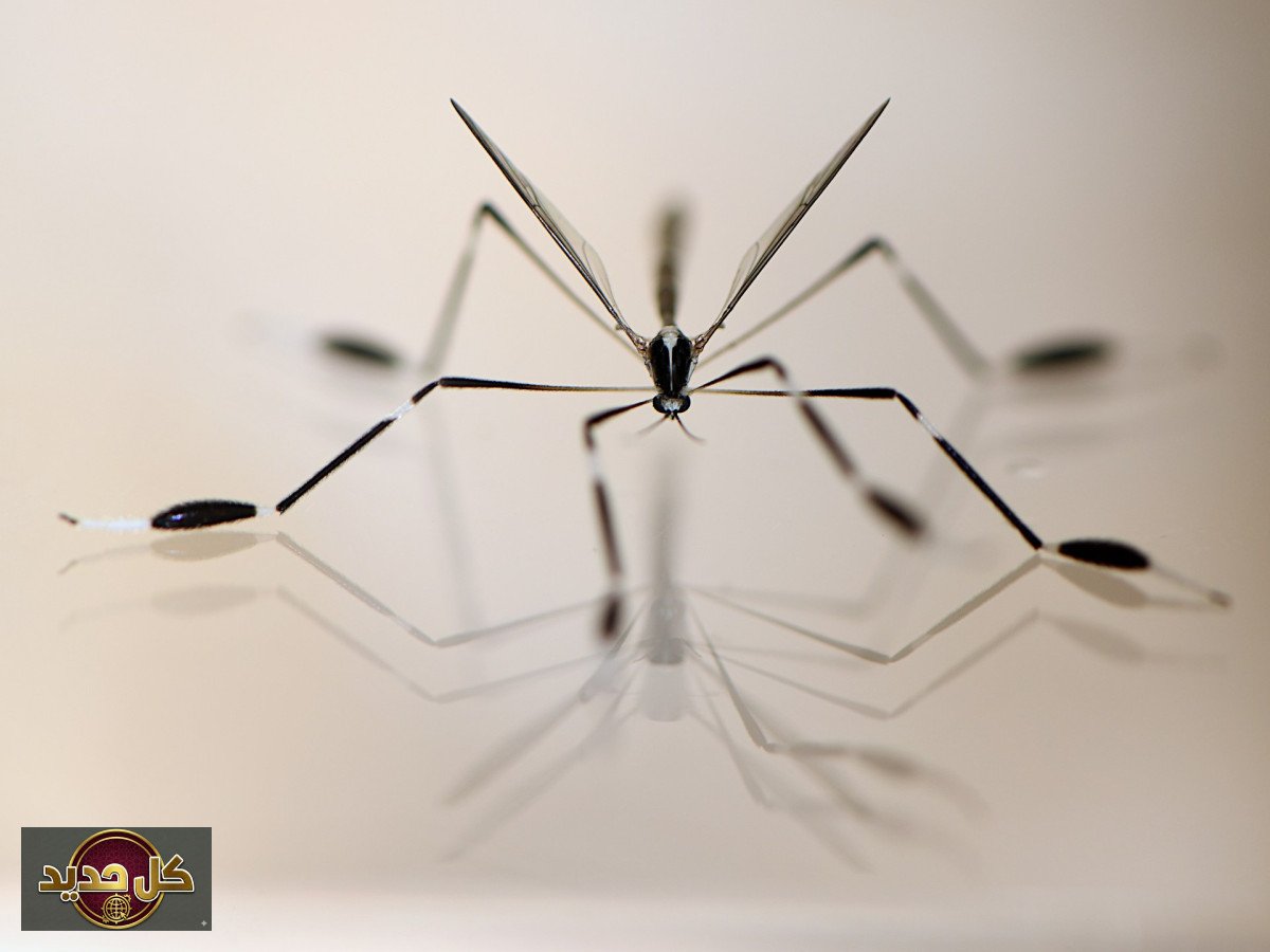 اكتشاف مذهل: حشرات تطير بأرجلها! أسرار الديناميكا الهوائية في مملكة الحشرات