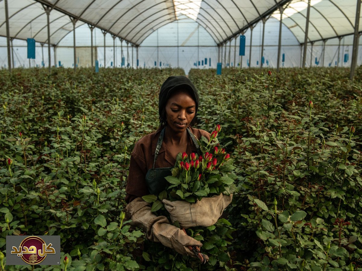 تداعيات حرب إيران: من الزهور لبلاي ستيشن.. تفاصيل الأزمة العالمية