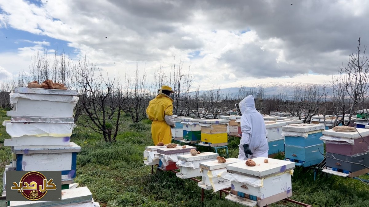 نحالو لبنان في مواجهة الحرب: خسائر فادحة تتجاوز خلايا النحل
