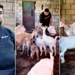 صمود لبناني: حكاية محمد شريم وعصا الراعي في مواجهة التحديات