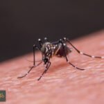 لدغات البعوض: كيف نتجنبها وماذا نفعل عند التعرض لها؟