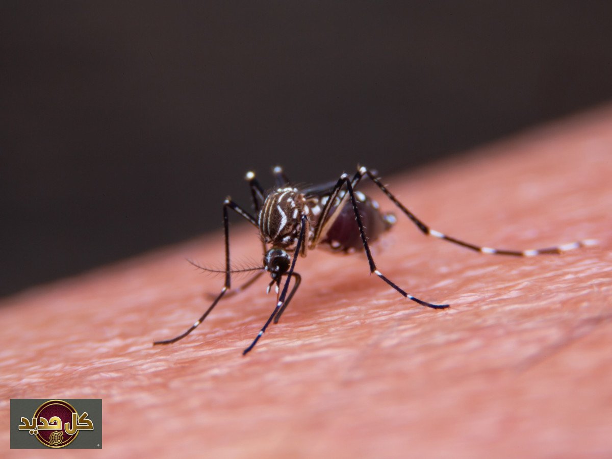 لدغات البعوض: كيف نتجنبها وماذا نفعل عند التعرض لها؟