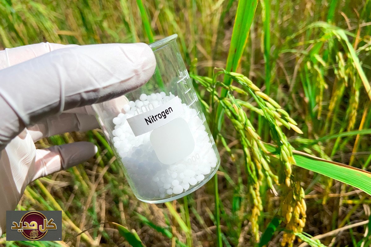 الغاز الطبيعي والخبز: كيف يتحكم الوقود في قوت يومك؟