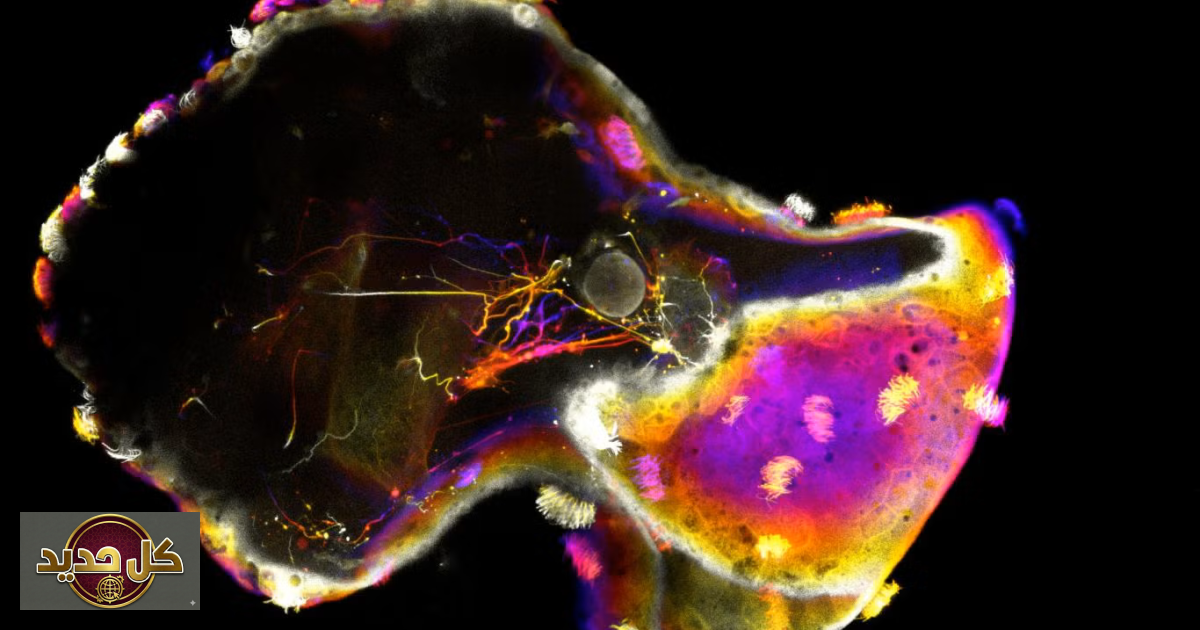 نيوروبوت: خلايا ضفدع تكتسب سلوكاً يشبه التفكير في ابتكار علمي فريد