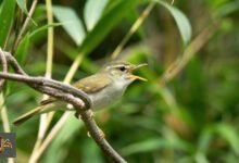 طائر الدخلة الجديد في اليابان: الحمض النووي يكشف سر "توكارا" المخبأ