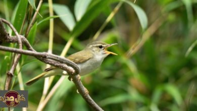 طائر الدخلة الجديد في اليابان: الحمض النووي يكشف سر "توكارا" المخبأ