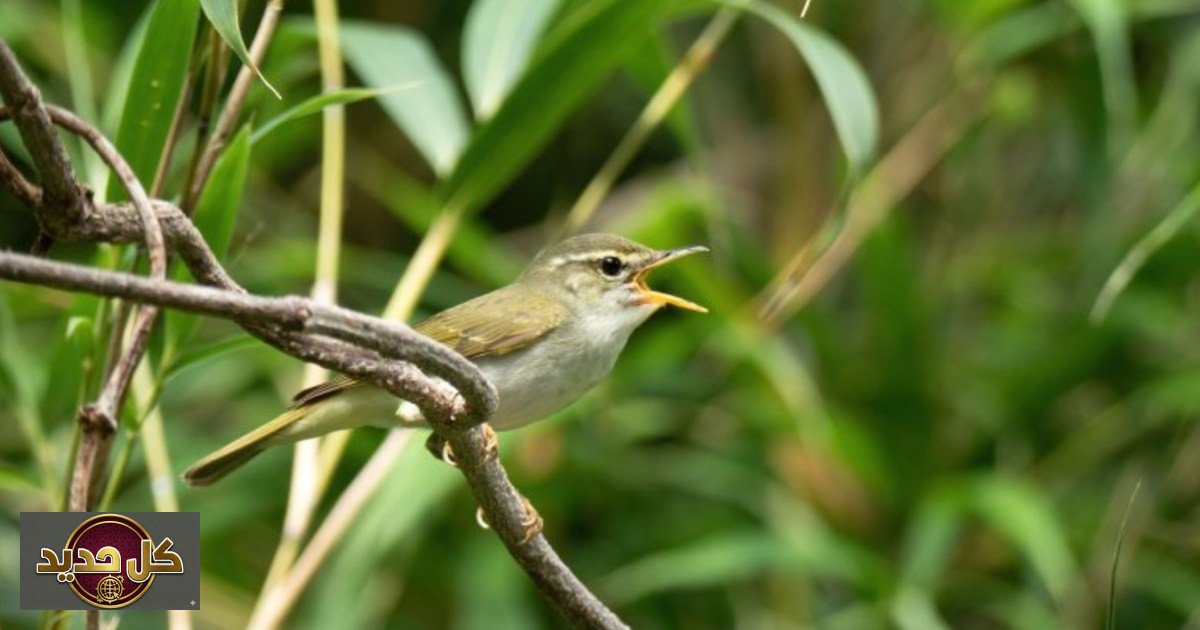 طائر الدخلة الجديد في اليابان: الحمض النووي يكشف سر "توكارا" المخبأ