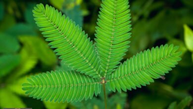 ذكاء النباتات: اكتشاف جديد يقلب مفاهيمنا عن الوعي في الطبيعة