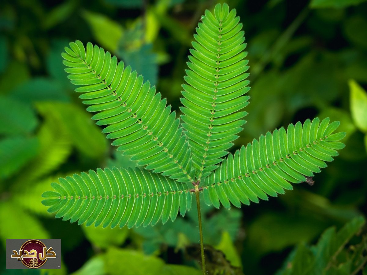 ذكاء النباتات: اكتشاف جديد يقلب مفاهيمنا عن الوعي في الطبيعة