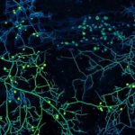 فطريات المطر: كائنات خفية تتحكم بسقوط الأمطار لأول مرة