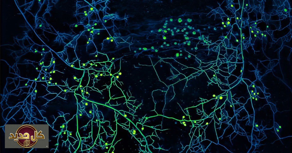 فطريات المطر: كائنات خفية تتحكم بسقوط الأمطار لأول مرة