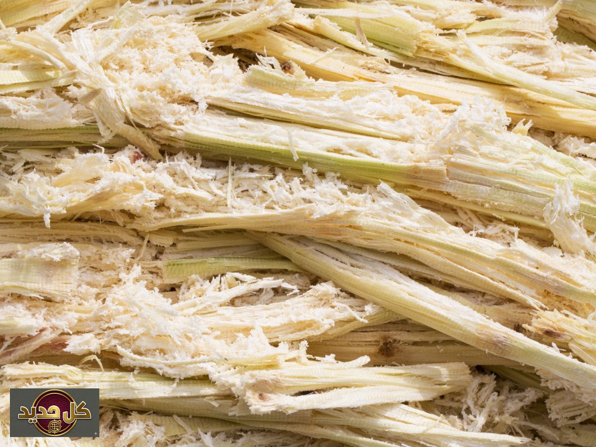 وقود حيوي للطائرات: مخلفات القصب تحلق بمستقبل الطيران المستدام