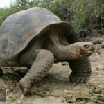 مكانه السلاحف: رحلة تقدير وتجاهل في تاريخ البشرية