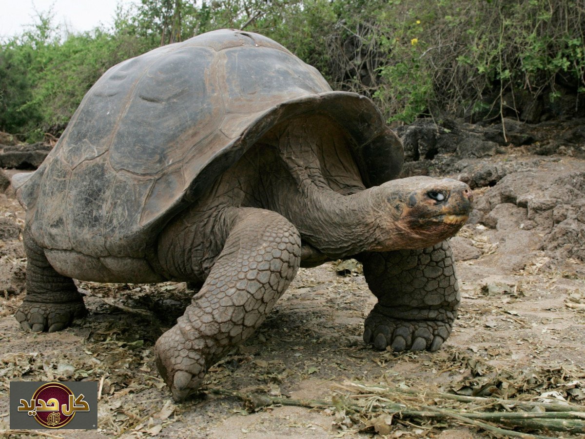 مكانه السلاحف: رحلة تقدير وتجاهل في تاريخ البشرية