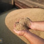 الحبوب المسروقة: أوكرانيا تهدد إسرائيل بإجراءات قضائية حال رسو السفينة