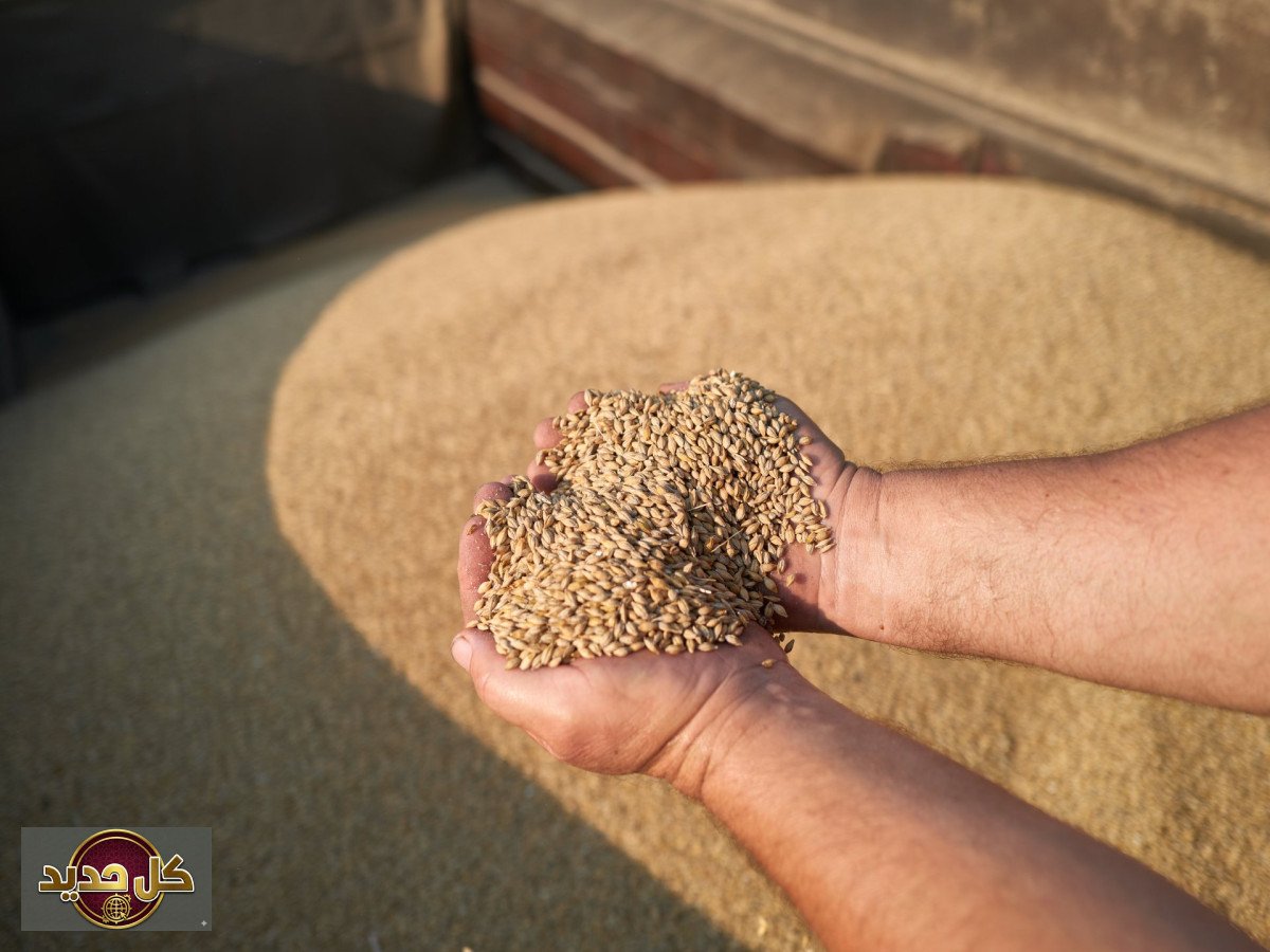 الحبوب المسروقة: أوكرانيا تهدد إسرائيل بإجراءات قضائية حال رسو السفينة