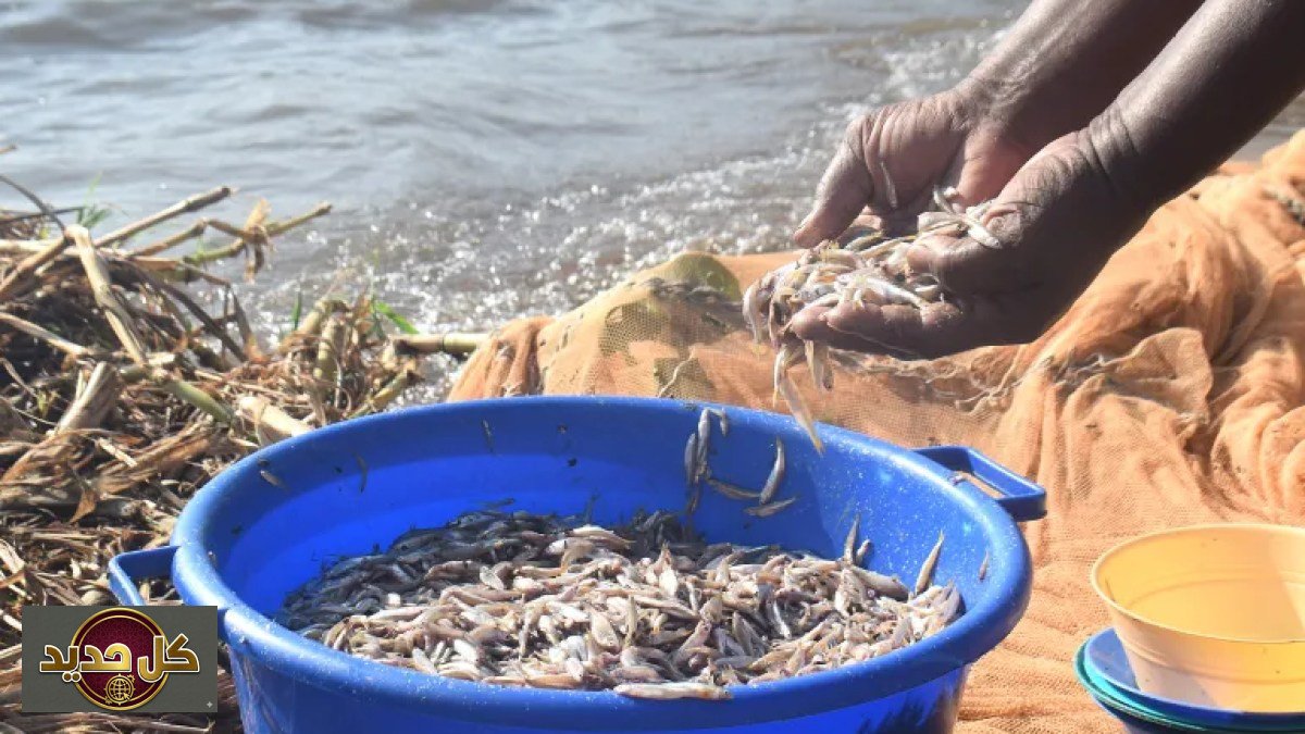 نساء بحيرة فيكتوريا: ثورة نسائية تكسر المحظورات في عالم الصيد