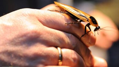 ولاء صراصير الخشب: قضم الأجنحة.. طقس يوثق أشرس الروابط في مملكة الحشرات