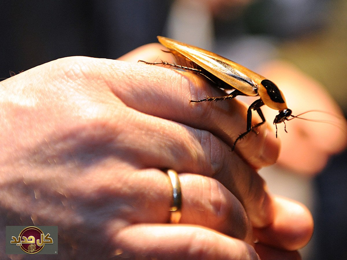ولاء صراصير الخشب: قضم الأجنحة.. طقس يوثق أشرس الروابط في مملكة الحشرات