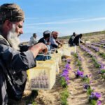 الزعفران الأفغاني يقتحم الأسواق العالمية: نمو التصدير 25% وتحديات الجودة