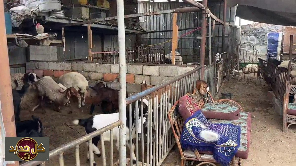 أسعار الأضاحي في غزة: أسواق خاوية للعام الثالث وأرقام صادمة