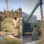 رقصة الفلاح العراقي: احتفال عفوي بالحصاد يخطف قلوب الملايين