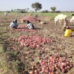 الزراعة في السودان: ارتفاع أسعار البنزين يهدد موسم القضارف الصيفي