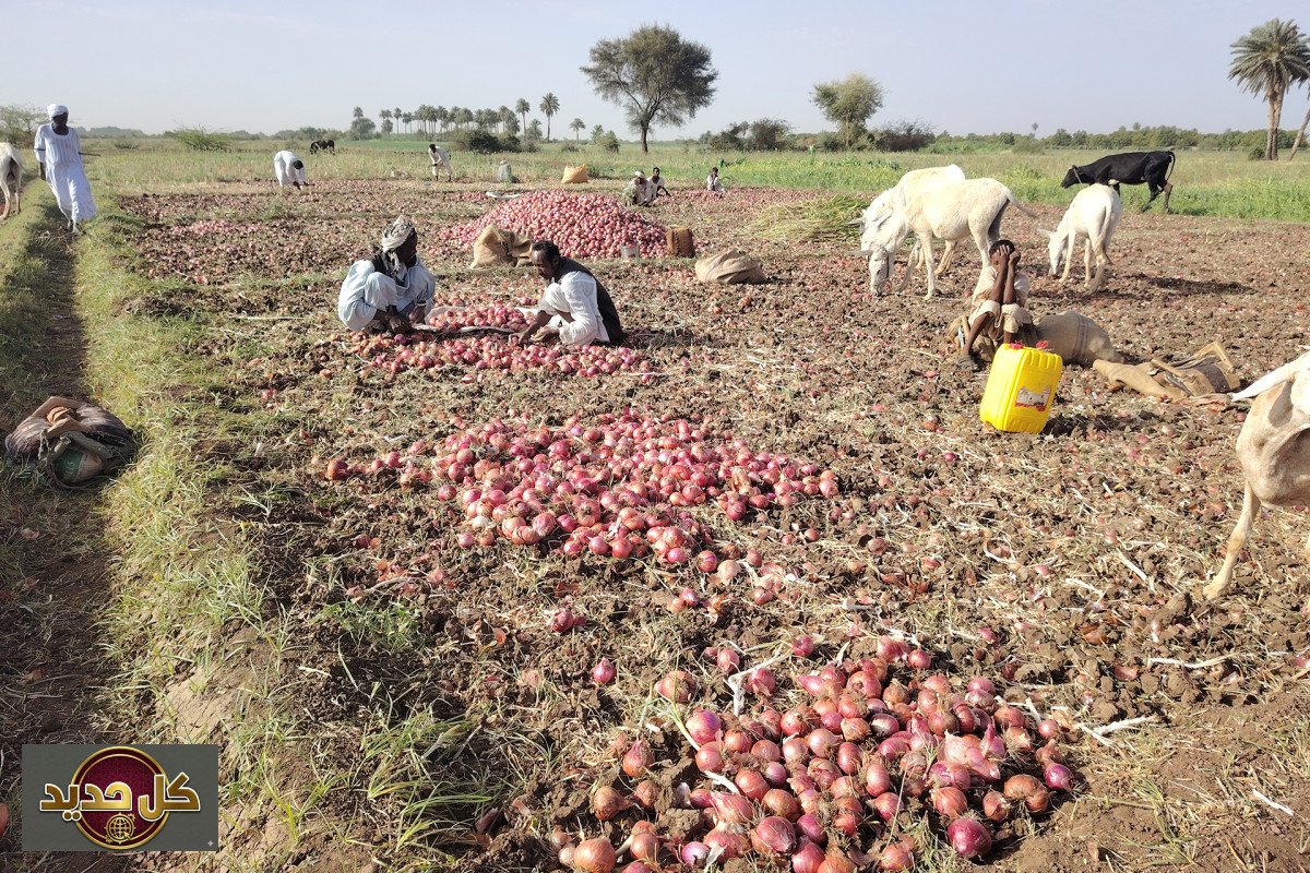 الزراعة في السودان: ارتفاع أسعار البنزين يهدد موسم القضارف الصيفي