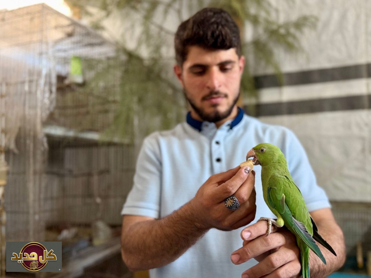 طيور غزة: حكايات صمود وأنس وخسارة 90% من طيور الزينة الثمينة