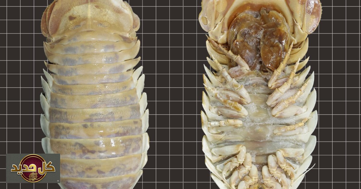 قمل البحر العملاق: سر البقاء على قيد الحياة بصيام 5 سنوات