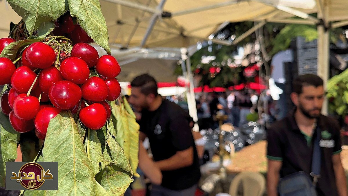 موسم الكرز حمانا: بين بريق الأحمر وتقلبات الرزق
