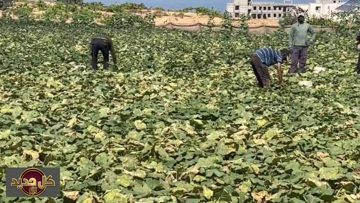 استصلاح أراضي الشيخ عجلين: قصة صمود مزارعين يواجهون التحديات