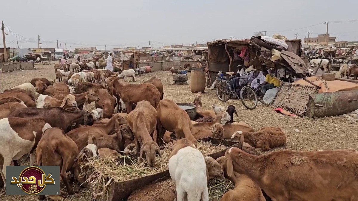 عودة نبض الحياة: سوق قندهار السودان يستعيد مكانته الاقتصادية بعد ويلات الحرب
