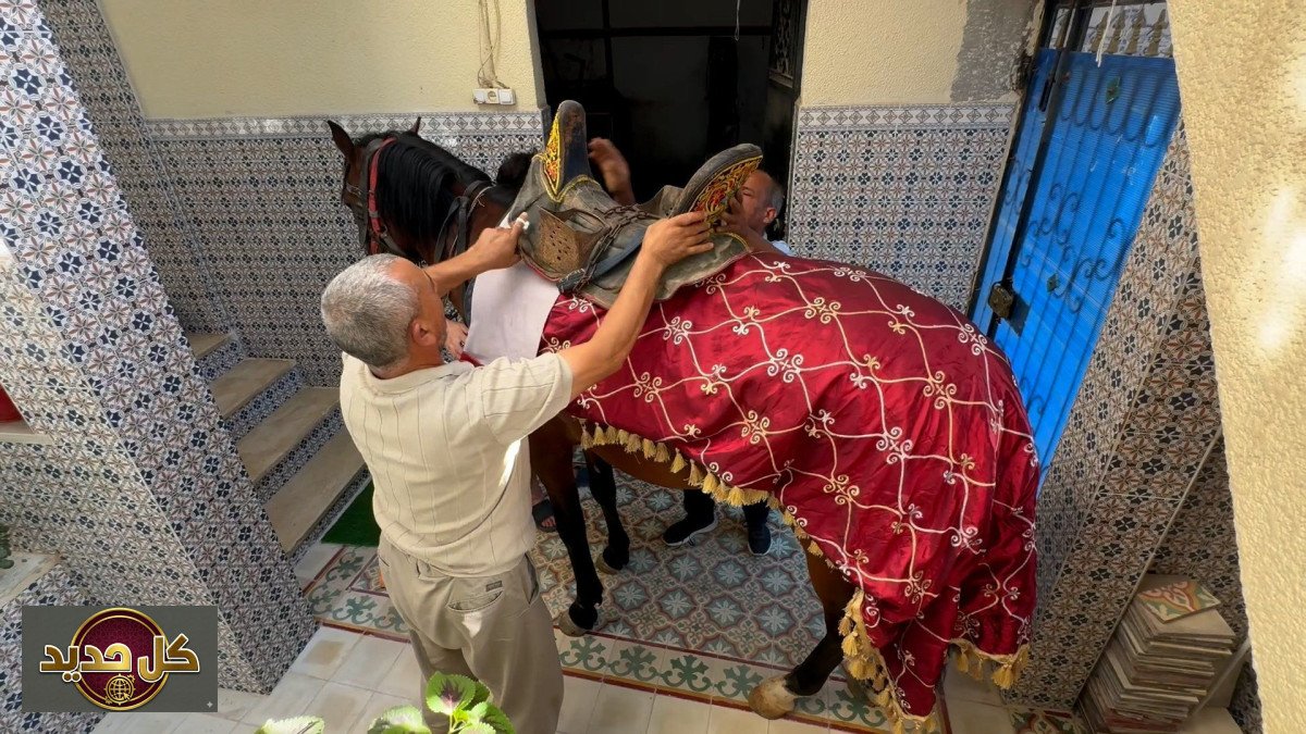 تربية الخيل في تونس: إرث عريق يواجه تحديات التكلفة والدعم