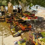 مهرجان العنب بيت دقو: صمود زراعي يعانق الأرض والتاريخ
