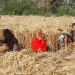 القمح المصري: موسم التوريد ينتهي دون بلوغ المستهدف رغم الجهود الحكومية