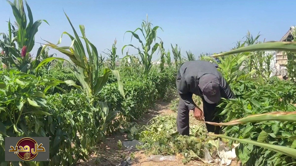 مزارعو غزة: قصة صمود وإحياء من قلب الدمار
